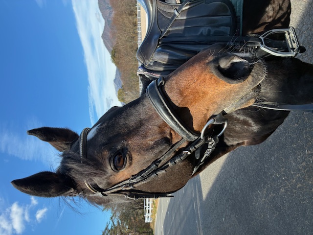 フォゲッタブルへの応援金