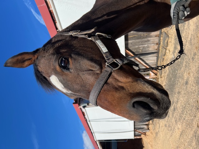 ミッキースワローへの応援金