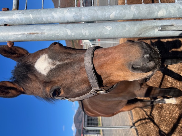 ミッキースワローへの応援金